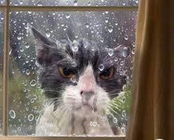 let me in