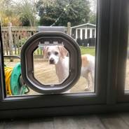 dog flaps